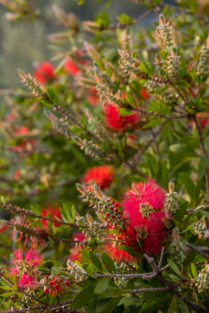 istock Red bottlebrush flower. Bottlebrush or Little John - Dwarf Callistemon 1406217990