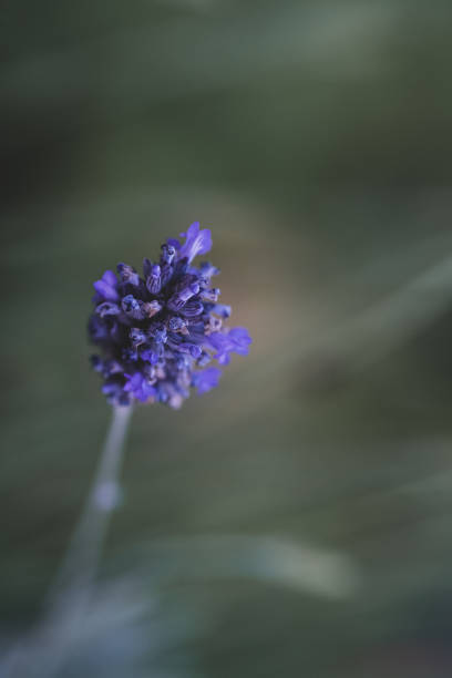 Blooming lavender in spring in the garden, selective focus stock photo