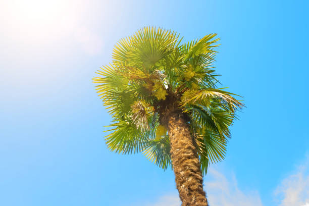 A lonely palm tree with blossoming stems against a blue sky. Trachycaprus, chamerops