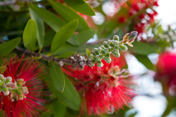 istock Red bottlebrush flower. Bottlebrush or Little John - Dwarf Callistemon 1406218142