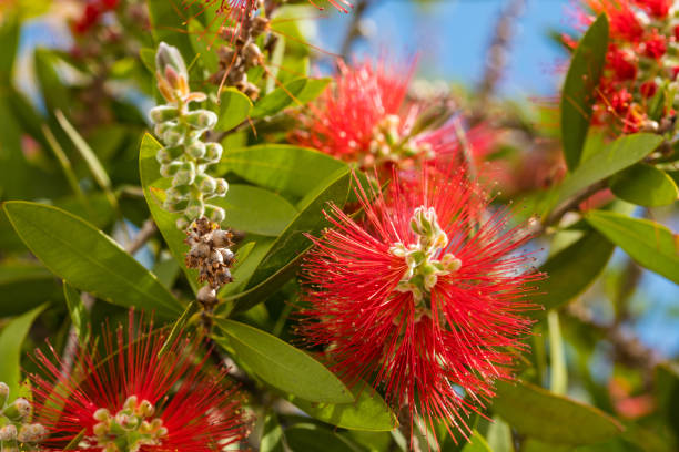 istock Red bottlebrush flower. Bottlebrush or Little John - Dwarf Callistemon 1406218143