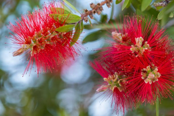 istock Red bottlebrush flower. Bottlebrush or Little John - Dwarf Callistemon 1406218152
