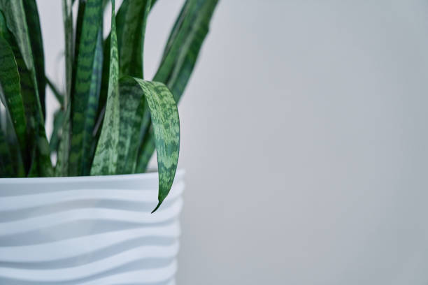 istock Indoor plant Sansevieria trifasciata in a white ceramic pot on a light background in a minimalist style close-up. With space to copy. 1406218206