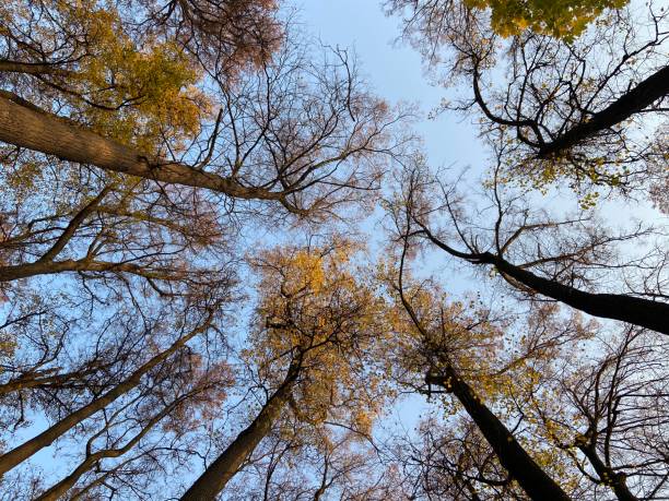 istock Trees with fallen autumn leaves against the blue sky 1406218304