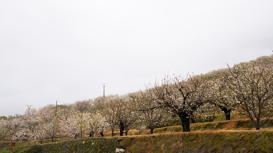 Cherry trees in blossom in a row. Caceres