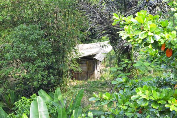 istock Houses in the forest 1406218441