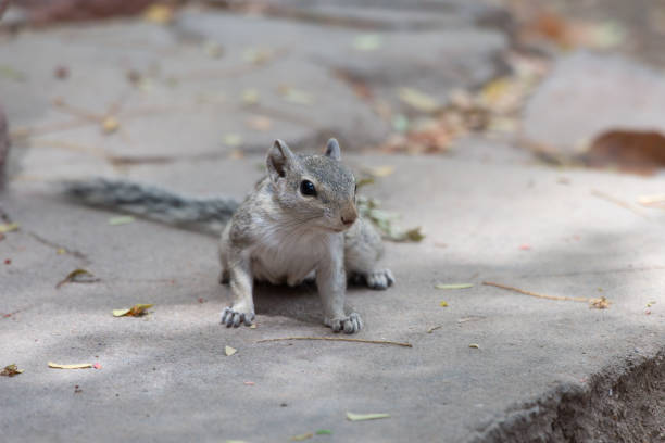 Indian palm squirrel or three-striped palm squirrel (Funambulus palmarum) observed standing up at Bera in Rajasthan, India