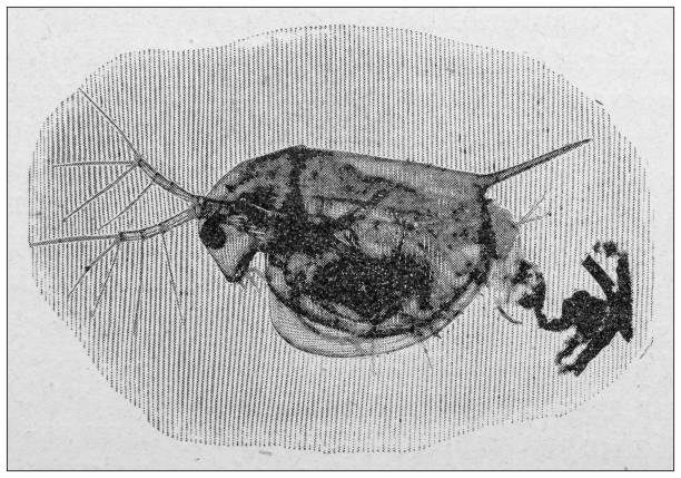 골동품 사진 : 현미경에 파리 물, daphnia pulex, 물 벼룩 - magnification water looking glass stock illustrations