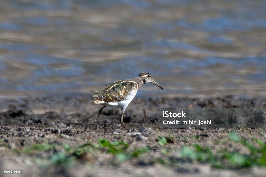 A Greater painted-snipe (Rostratula benghalensis) (Charadrius dubius) spotted on the banks of the Jawai Dam near Bera A Greater painted-snipe (Rostratula benghalensis) (Charadrius dubius) spotted on the banks of the Jawai Dam near Bera in Rajasthan, India Animal Stock Photo