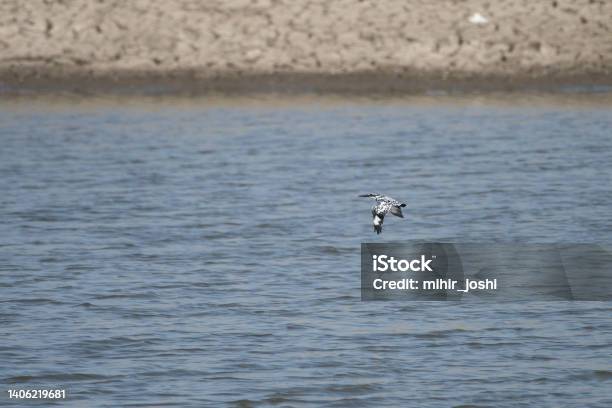 Pied Kingfisher In Flight Over The Water Of The Jawai Dam Near Bera Stock Photo - Download Image Now
