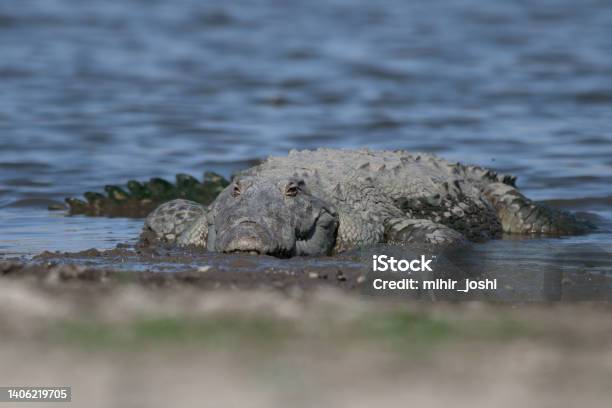 A Mugger Crocodile Is A Mediumsized Broadsnouted Crocodile Also Known As Mugger And Marsh Crocodile Spotted In The Waters Of Jawai Dam Stock Photo - Download Image Now