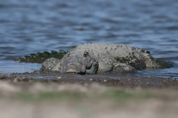 A mugger crocodile (Crocodylus palustris) is a medium-sized broad-snouted crocodile, also known as mugger and marsh crocodile, spotted in the waters of Jawai dam near Bera in Rajasthan, India