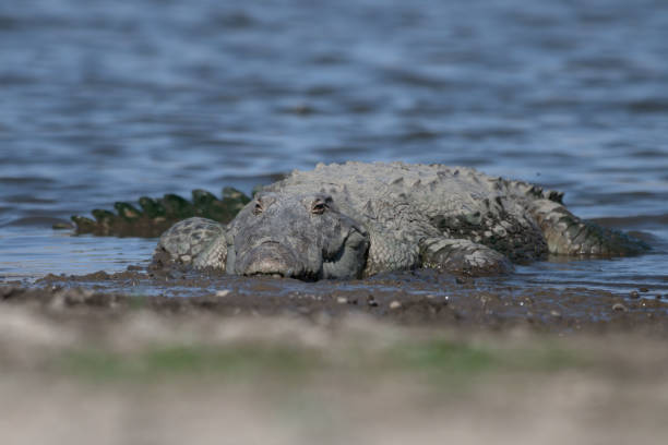 um crocodilo assaltante (crocodylus palustris) é um crocodilo de focinho largo de tamanho médio, também conhecido como assaltante e crocodilo-pântano, visto nas águas da represa jawai. - snouted - fotografias e filmes do acervo