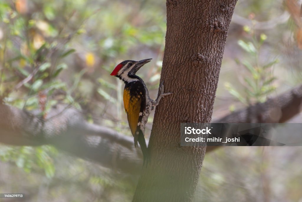 Black-rumped flameback (Dinopium benghalense), also known as the lesser golden-backed woodpecker or lesser goldenback observed in Bera Black-rumped flameback (Dinopium benghalense), also known as the lesser golden-backed woodpecker or lesser goldenback observed in Bera in Rajasthan, India Animal Stock Photo