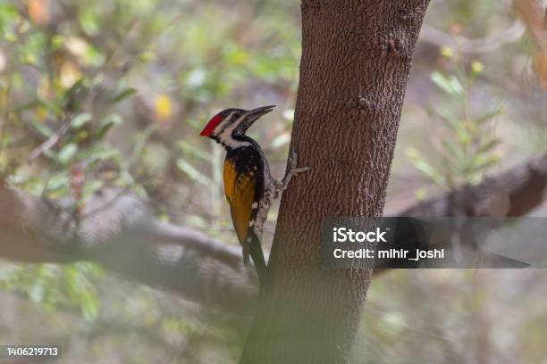 Blackrumped Flameback Also Known As The Lesser Goldenbacked Woodpecker Or Lesser Goldenback Observed In Bera Stock Photo - Download Image Now