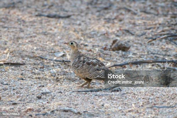 Chestnutbellied Sandgrouse Or Common Sandgrouse Observed In Bera Stock Photo - Download Image Now