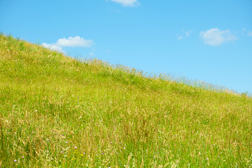 Vibrant meadow with ear and blue sky. Field of fresh green grass and bright sky with clouds. Horizon. Summer landscape. No people. Grassland scenery. Skyline. Copy Space.