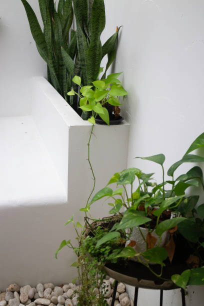 istock Beautiful home garden mini plant pot 1406220583