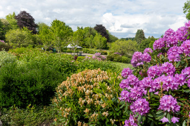 istock Haworth park with flowering Rhododendrons 1406221043