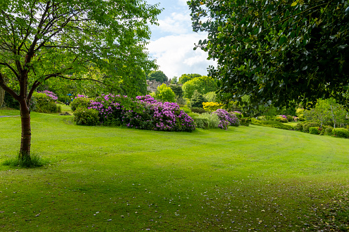 Haworth park with flowering Rhododendrons in May 2022.  This is a public park in the centre of the village made famous by the Bronte sisters and is open to all visitors at no cost.