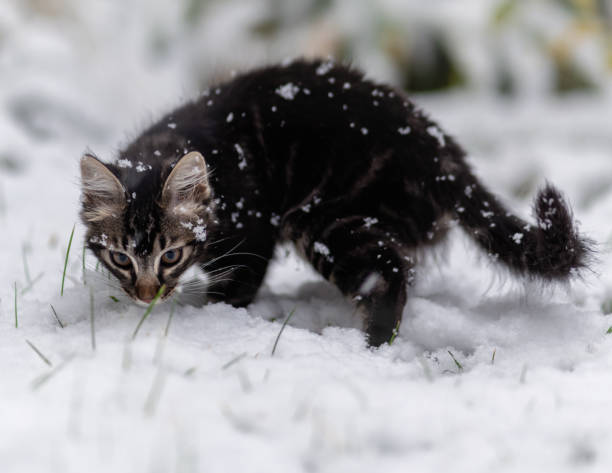 istock Gray kitten curious about the snow. 1406221188