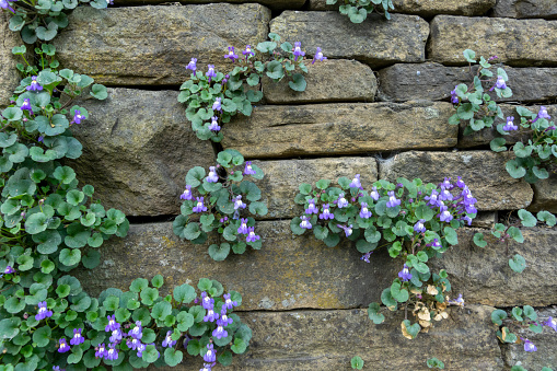 Flowering plants growing in a weathered stone wall in Haworth.