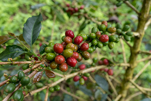 Close up red Cherries of arabica coffee growing