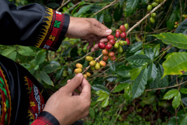 istock Indonesia, farmer holding fresh arabica coffee beans 1406222480