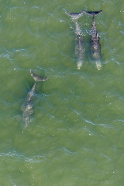 istock Porpoise 1406223685