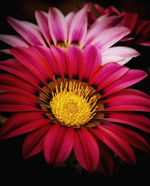 Close up of gazania flowers