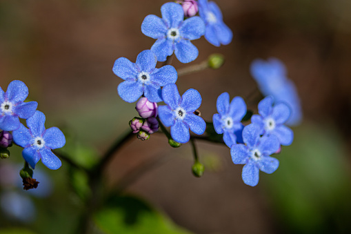 Forget-me-not flower macro. Close up shot with shallow dof.