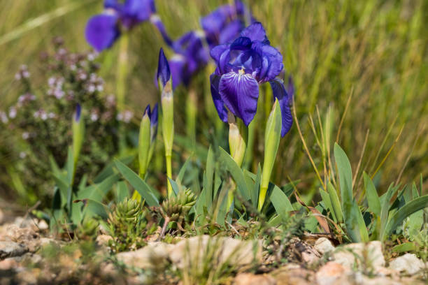Iris sibirica on meadow, wild flowers