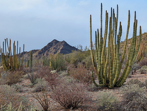 Organ Pipe Cactus and Mesquite trees near Lukeville Arizona on the Organ Pipe National Monument