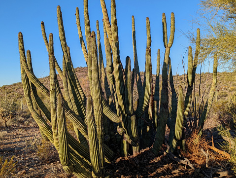 Organ Pipe Cactus  near Lukeville Arizona on the Organ Pipe National Monument