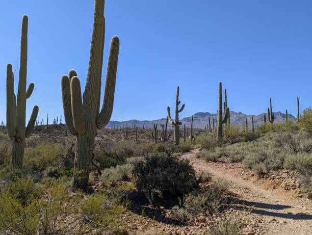 cactus saguaro cerca de tucson arizona en la reserva sweetwater - organ pipe cactus fotografías e imágenes de stock