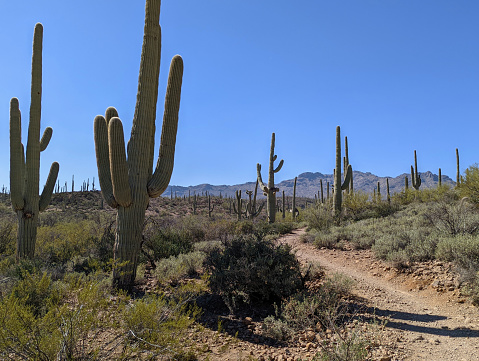 Saguaro Cactus  near Tucson Arizona on the Sweetwater Preserve