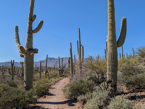 Desert Panorama of Saguaro Cactus and Ocotillo. Panther Peak and Safford Peak in the Background.  