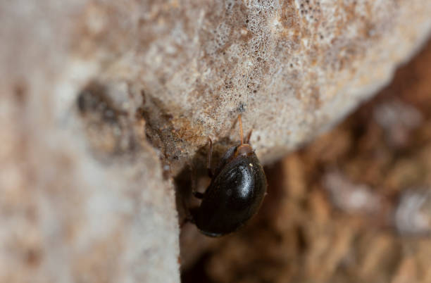 Female Dorcatoma dresdensis laying eggs in polypore