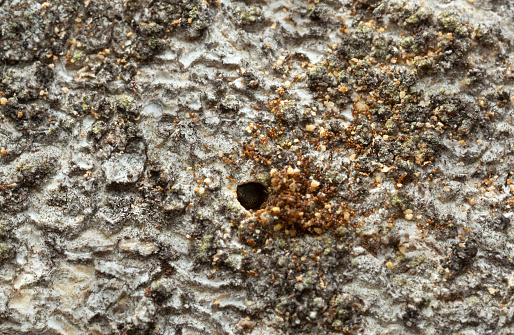 Bark beetle, Trypophloeus binodulus working on aspen wood, horizontal composion.
