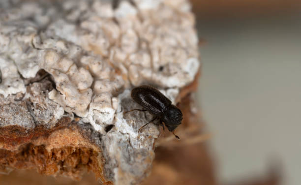 istock Bark beetle, Trypophloeus binodulus on aspen bark 1406225307