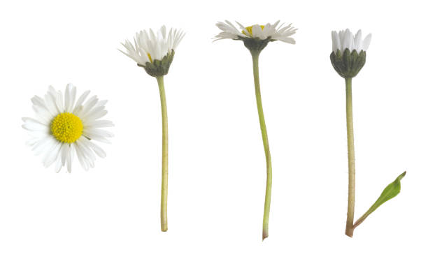 istock Daisy, Bellis perennis collection isolated on white background 1406225857
