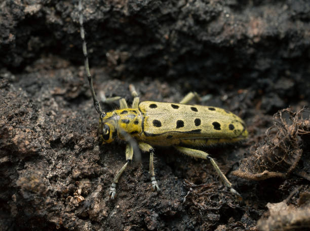 istock Longhorn beetle, Saperda perforata on aspen bark 1406225880