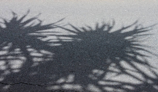 Shadows of Palm trees on asphalt or blacktop surface - Background - Copy Space stock photo