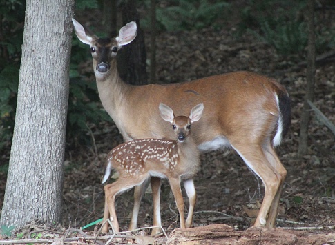 Mom and her newborn fawn hiding in the suburb woods
