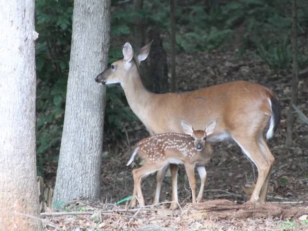 istock Mother Deer and her newborn fawn 1406227192