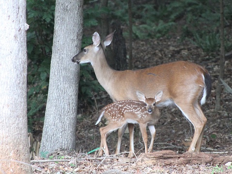 Mom and her newborn fawn hiding in the suburb woods