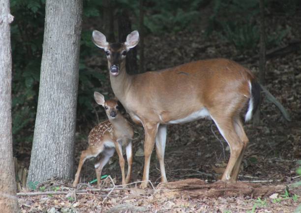 istock Mother Deer and her newborn fawn 1406227196