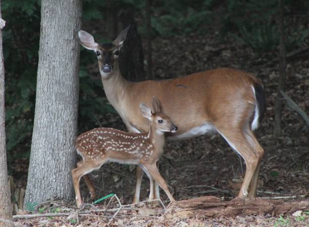 istock Mother Deer and her newborn fawn 1406227201