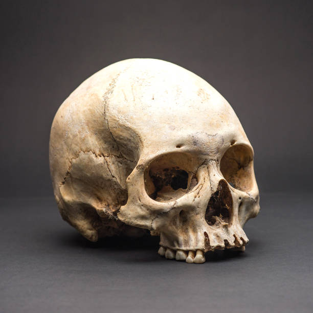 istock HUMAN SKULL OF PERUVIAN ANCESTORS 1406228196