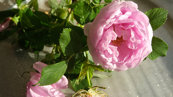 Floribundas rose